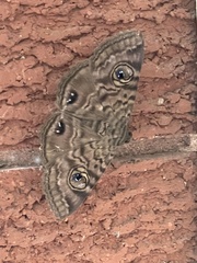 Speiredonia spectans