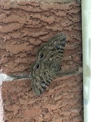 Speiredonia spectans