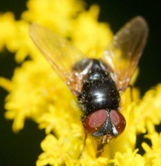 Gnadochaeta nigrifrons