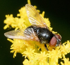 Gnadochaeta nigrifrons