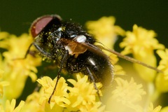 Gnadochaeta nigrifrons