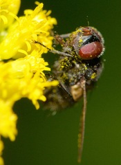Gnadochaeta nigrifrons