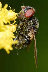 Gnadochaeta nigrifrons