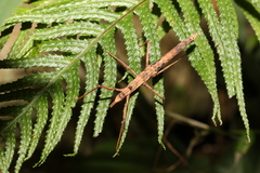 Pachymorpha