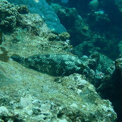Epinephelus howlandi