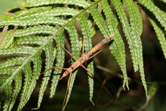Pachymorpha