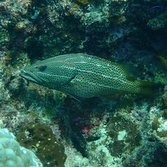 Anyperodon leucogrammicus