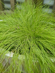 Isolepis cernua