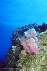 Callyspongia plicifera