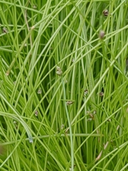 Isolepis cernua