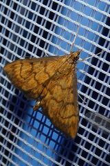 Ecpyrrhorrhoe rubiginalis