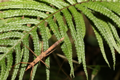 Pachymorpha