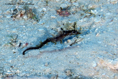 Amphelikturus dendriticus
