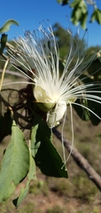 Capparis canescens