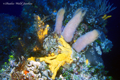 Callyspongia plicifera