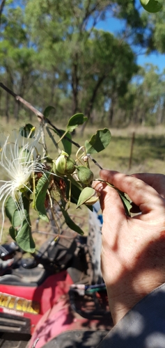 Image of Capparis canescens by no rights reserved