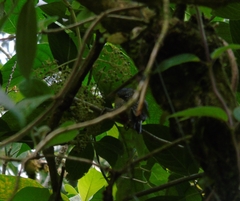 Melanerpes pucherani