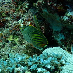 Chaetodon pelewensis