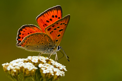 Lycaena asabinus