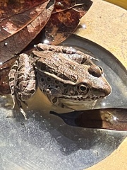 Lithobates blairi
