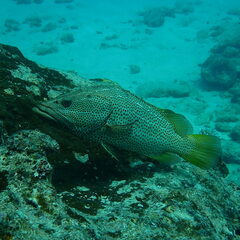 Anyperodon leucogrammicus