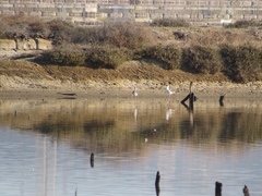 Himantopus himantopus