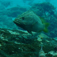 Anyperodon leucogrammicus