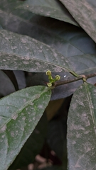 Excoecaria cochinchinensis