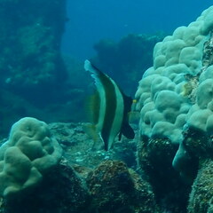 Heniochus chrysostomus