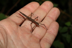 Pachymorpha