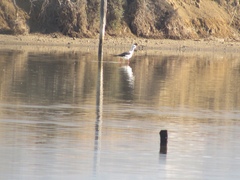 Himantopus himantopus