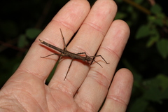 Pachymorpha