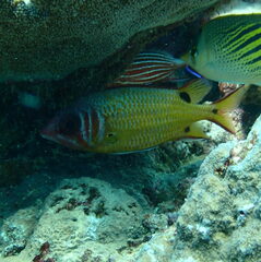 Sargocentron melanospilos