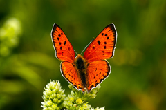 Lycaena asabinus