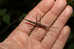 Pachymorpha