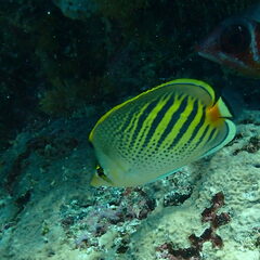 Chaetodon pelewensis