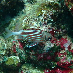 Sargocentron diadema