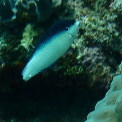 Anampses neoguinaicus