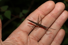 Pachymorpha