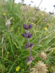 Salvia verbenaca