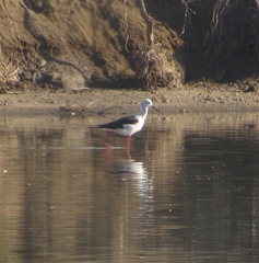 Himantopus himantopus