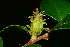 Nothofagus cunninghamii