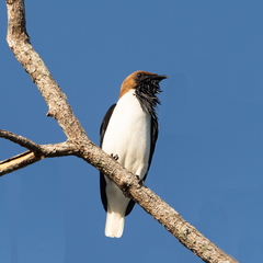 Bearded Bellbird photo 4