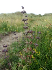 Salvia verbenaca