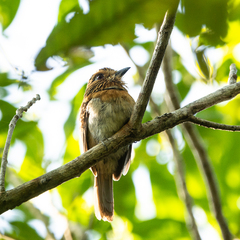 Malacoptila striata minor