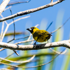 Caryothraustes canadensis