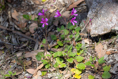 Pelargonium rodneyanum