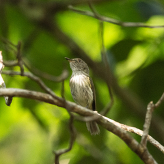 Lophotriccus galeatus