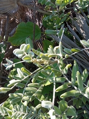 Sophora tomentosa