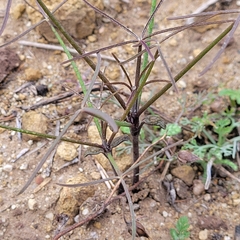 Eleusininae